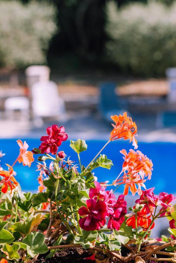 Guest House Sosi Umag Exterior photo